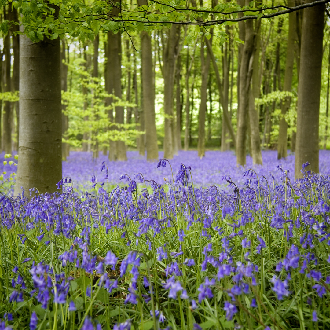 A Guide to Forest Bathing