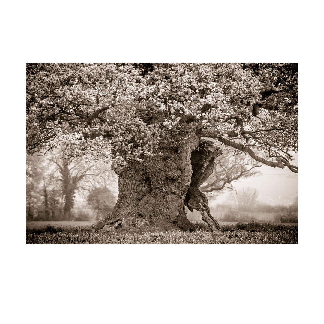 Oak Trees and Acorns in Witchcraft: A Deep Dive into Celtic History.