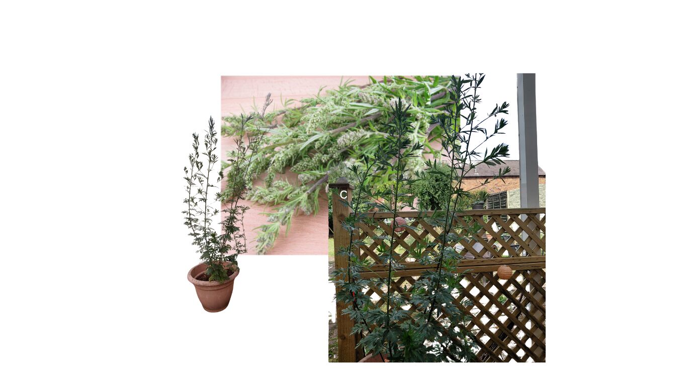 Mugwort: The Dream Herb of Witches and Wanderers